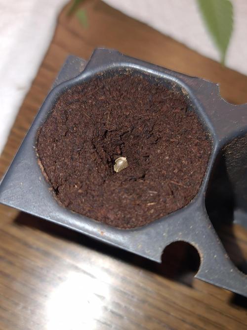 Amnesia Dream XL Auto. Week 0