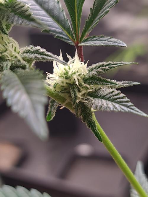 Number One Strain 🍓. Week 6