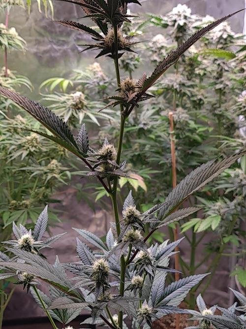 Number One Strain 🍓. Week 6