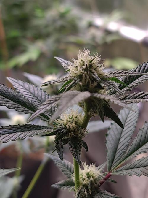 Number One Strain 🍓. Week 6
