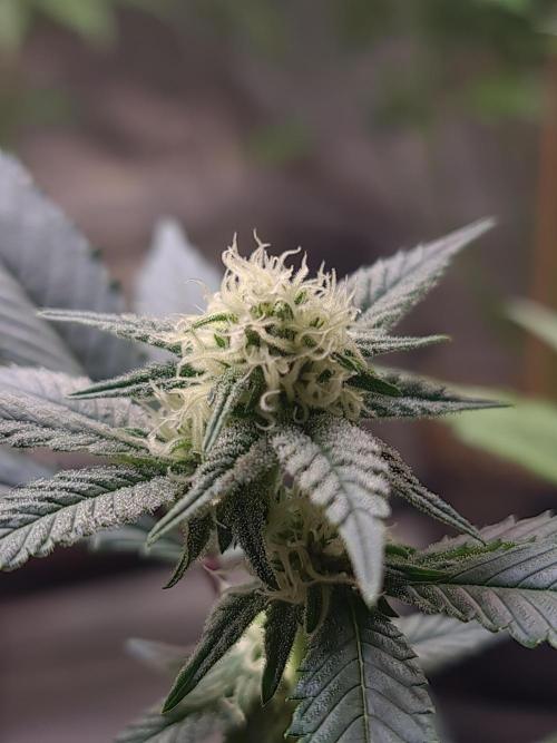 Number One Strain 🍓. Week 6