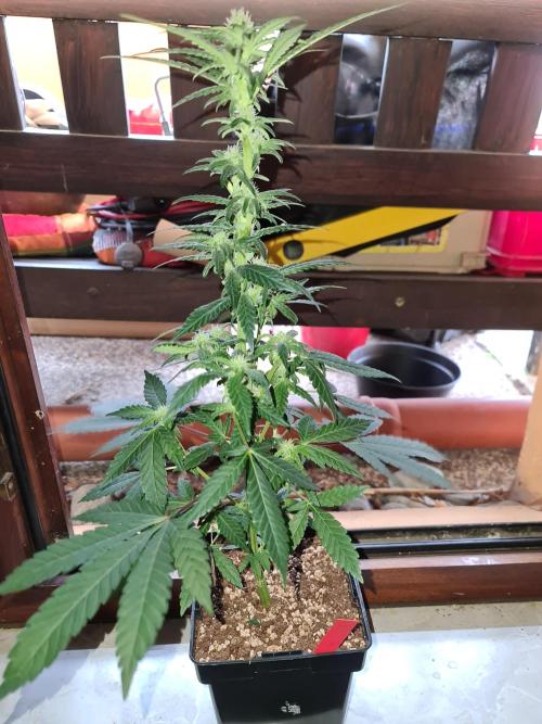 Pomelo Punch. Week 6