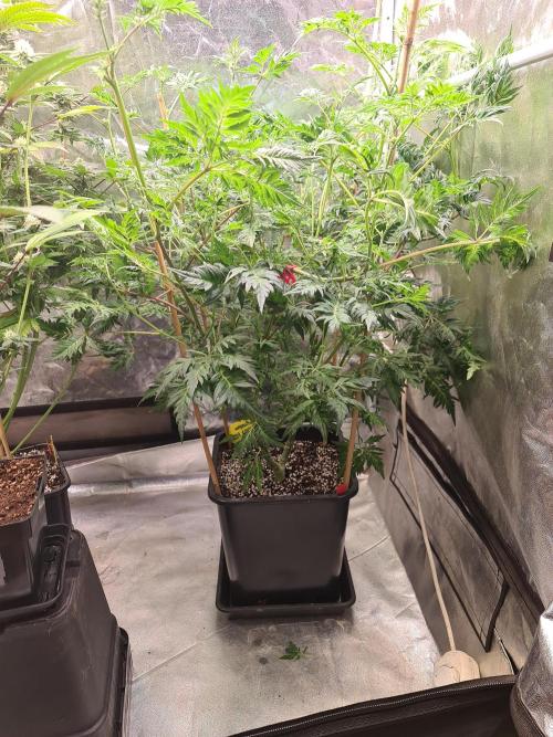 Frosty - Freaky - Purple. Week 15