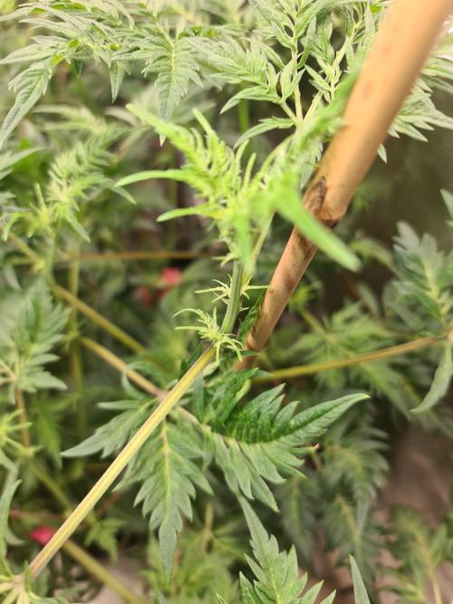 Frosty - Freaky - Purple. Week 15