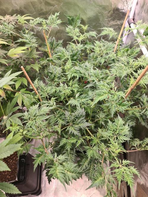 Frosty - Freaky - Purple. Week 15