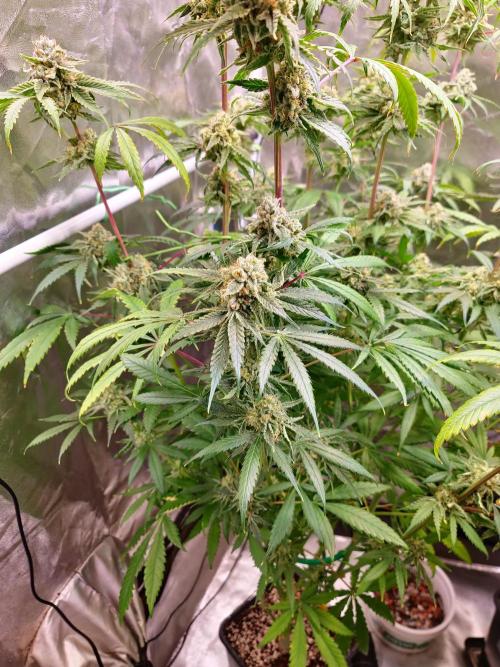Bloom&Seed.Co. Week 14
