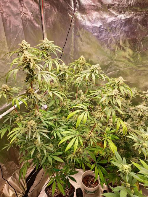 Bloom&Seed.Co. Week 14