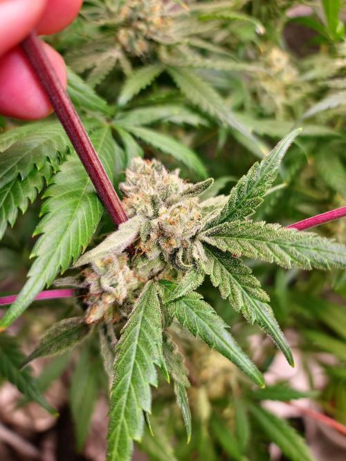 Bloom&Seed.Co. Week 14