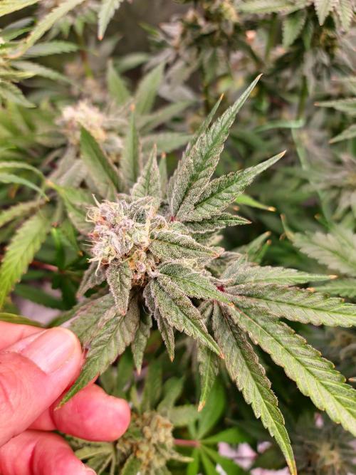 Bloom&Seed.Co. Week 14