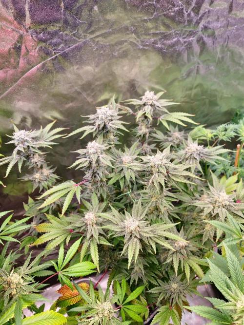 Bloom&Seed.Co. Week 14