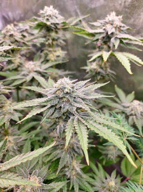 Bloom&Seed.Co. Week 14