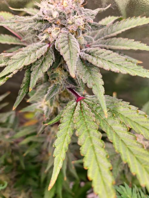 Bloom&Seed.Co. Week 14