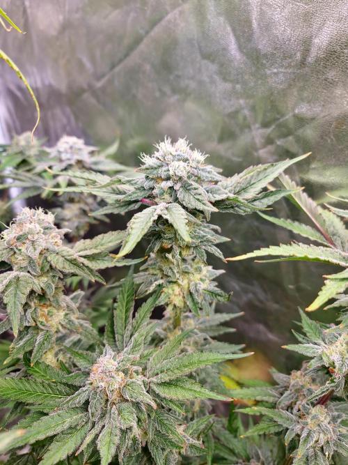 Bloom&Seed.Co. Week 14