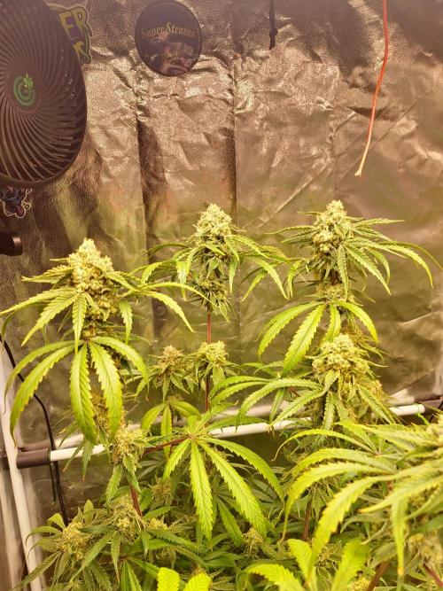 Bloom&Seed.Co. Week 14