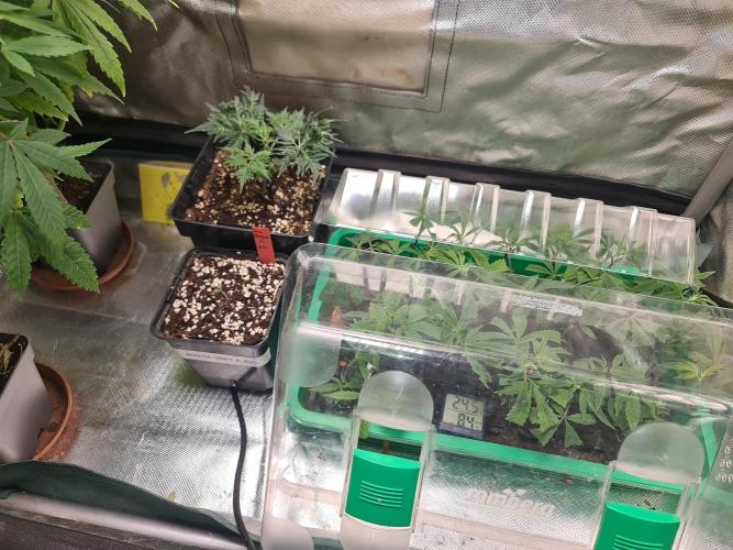 Amnesia Dream XL Auto. Week 1