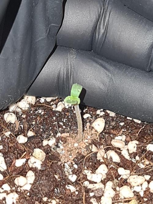 Amnesia Dream XL Auto. Week 1