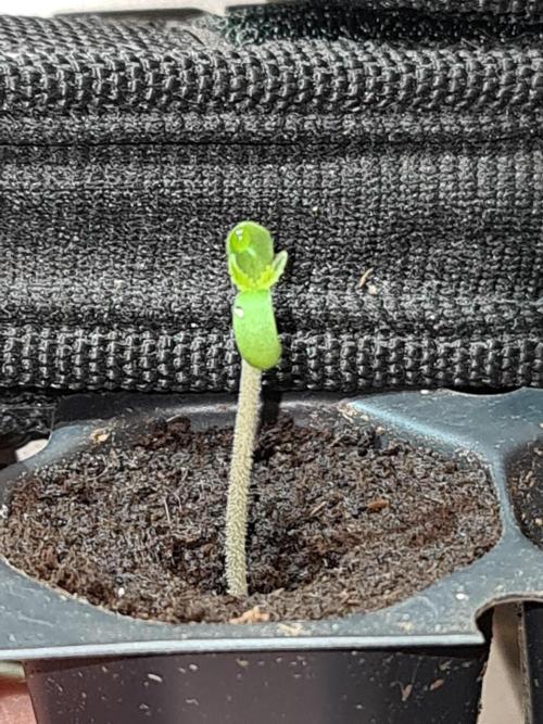 Amnesia Dream XL Auto. Week 1