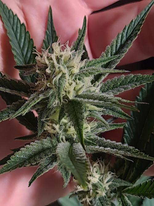 Number One Strain 🍓. Week 7