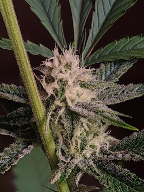 Number One Strain 🍓. Week 7