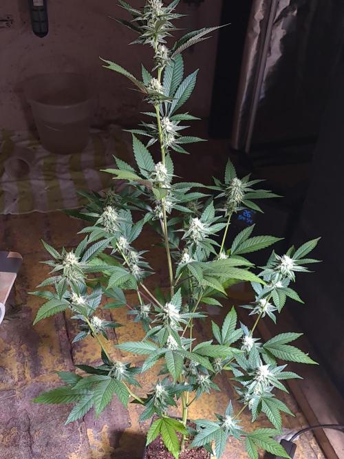 Number One Strain 🍓. Week 7