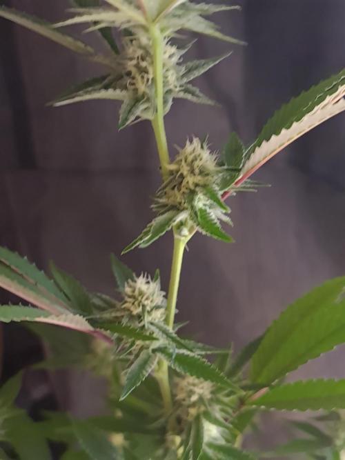 Number One Strain 🍓. Week 7