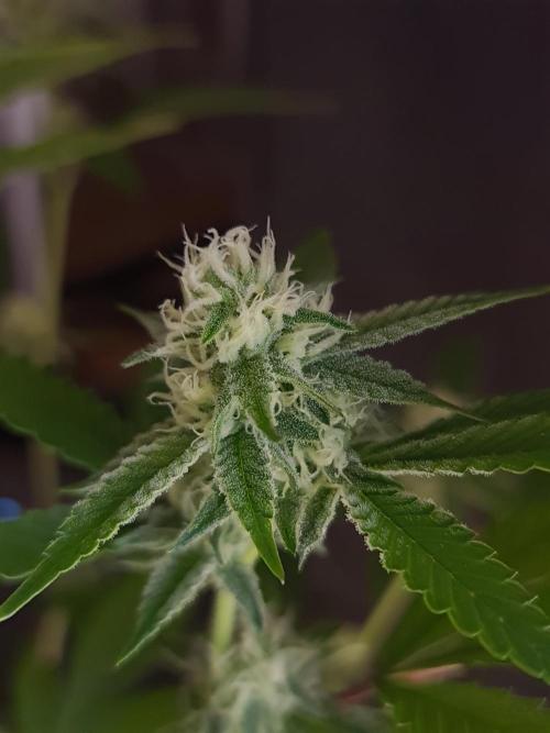 Number One Strain 🍓. Week 7