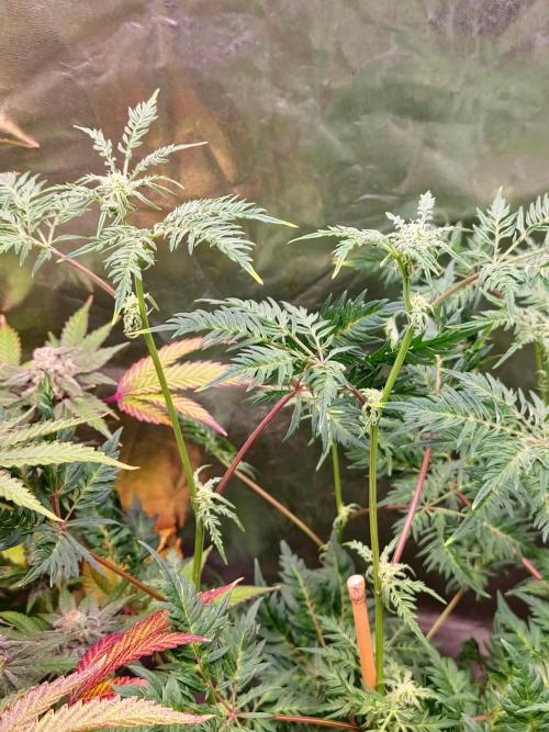 Frosty - Freaky - Purple. Week 16