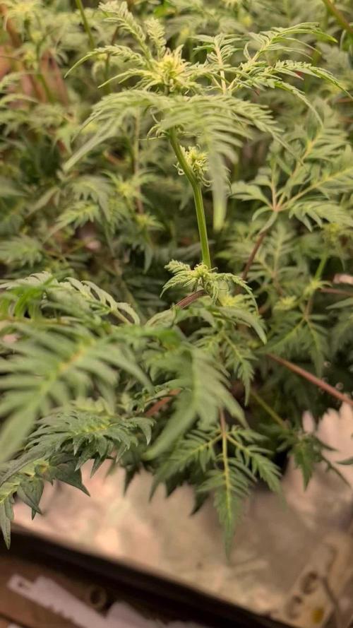 Frosty - Freaky - Purple