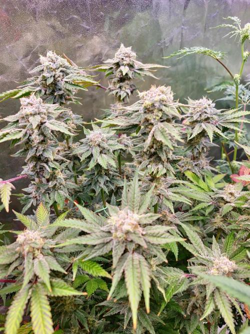 Bloom&Seed.Co. Week 15