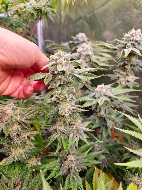 Bloom&Seed.Co. Week 15