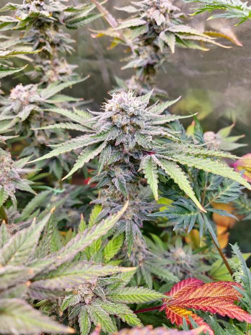 Bloom&Seed.Co. Week 15