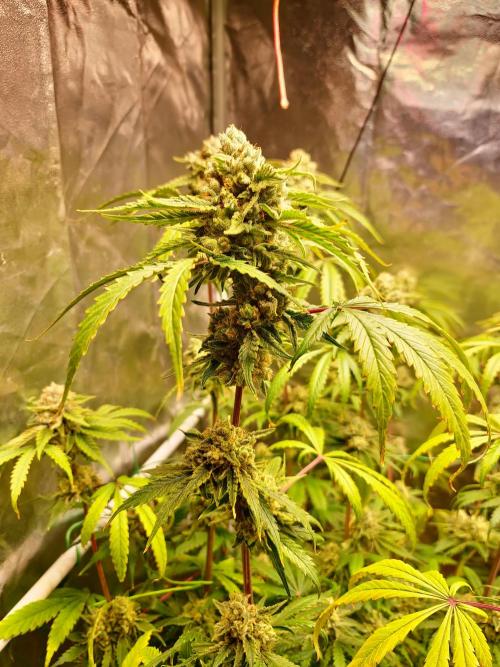 Bloom&Seed.Co. Week 15