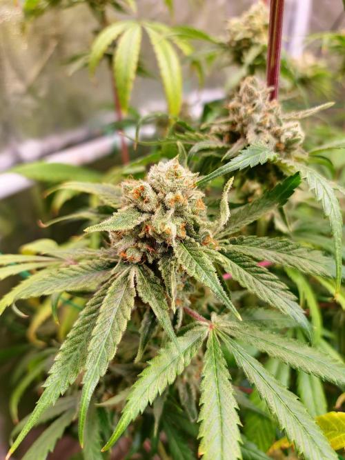 Bloom&Seed.Co. Week 15