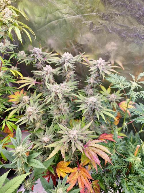 Bloom&Seed.Co. Week 15