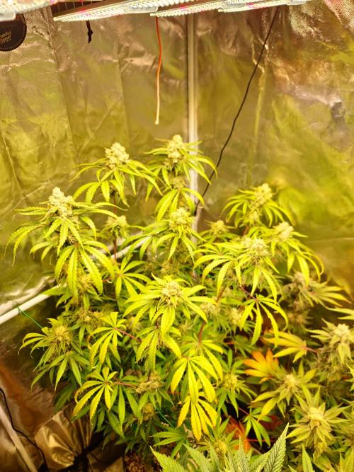 Bloom&Seed.Co. Week 15