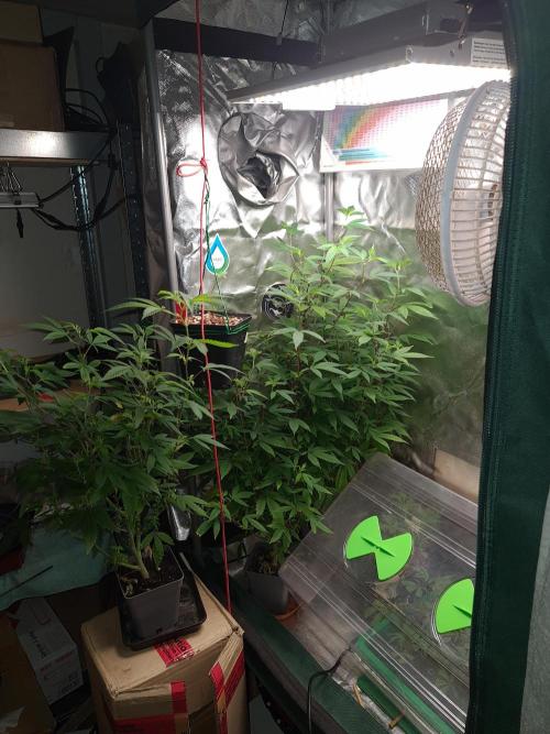 Amnesia Dream XL Auto. Week 2