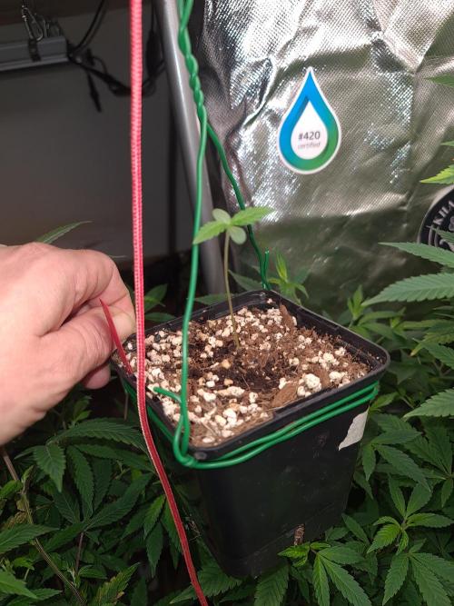 Amnesia Dream XL Auto. Week 2