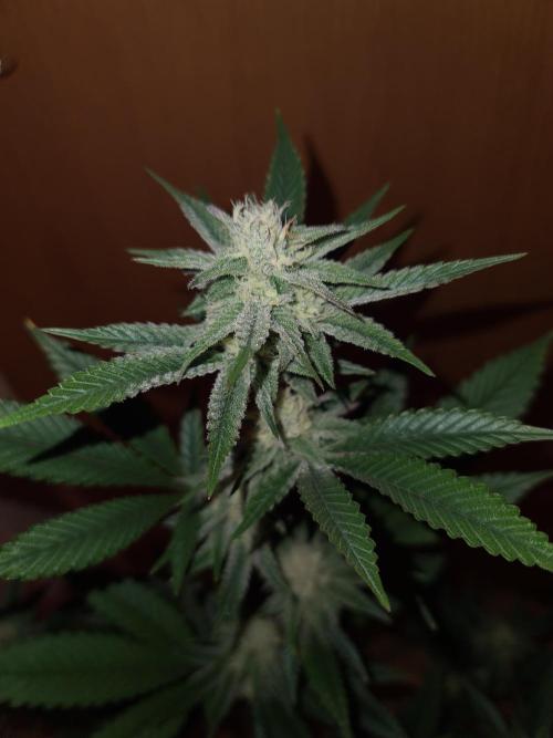 Number One Strain 🍓. Week 8
