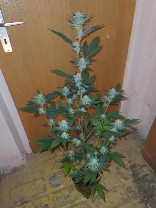 Number One Strain 🍓. Week 8