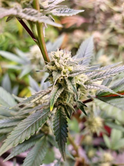 Number One Strain 🍓. Week 8