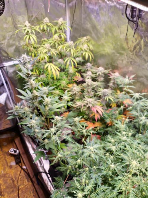 Number One Strain 🍓. Week 8
