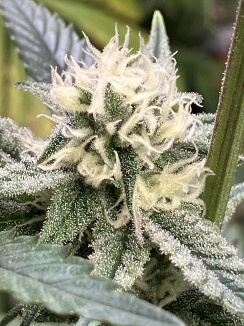Number One Strain 🍓. Week 8