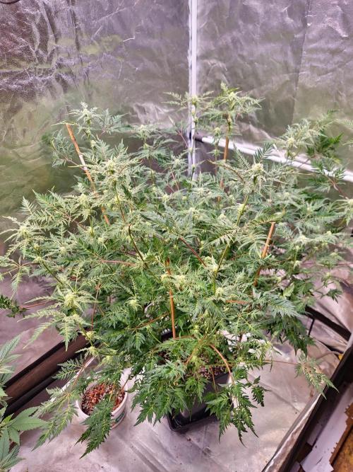Frosty - Freaky - Purple. Week 17