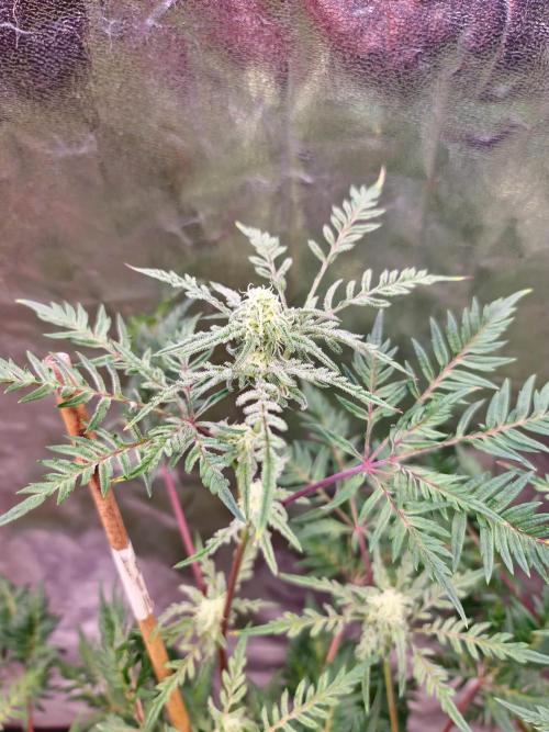 Frosty - Freaky - Purple. Week 17