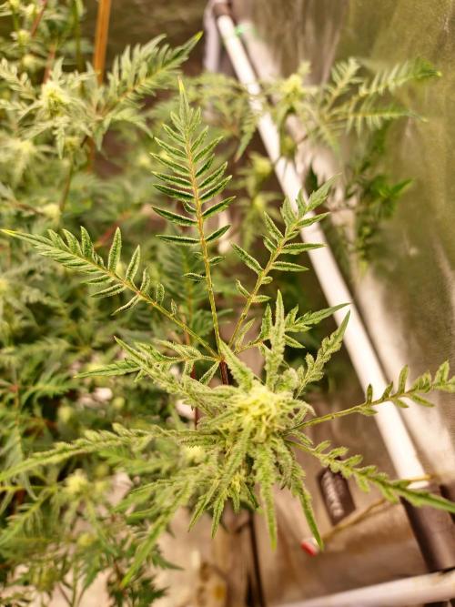 Frosty - Freaky - Purple. Week 17