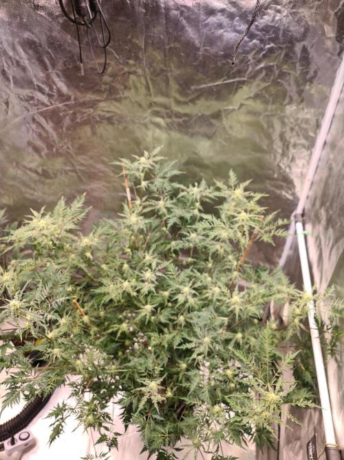 Frosty - Freaky - Purple. Week 17