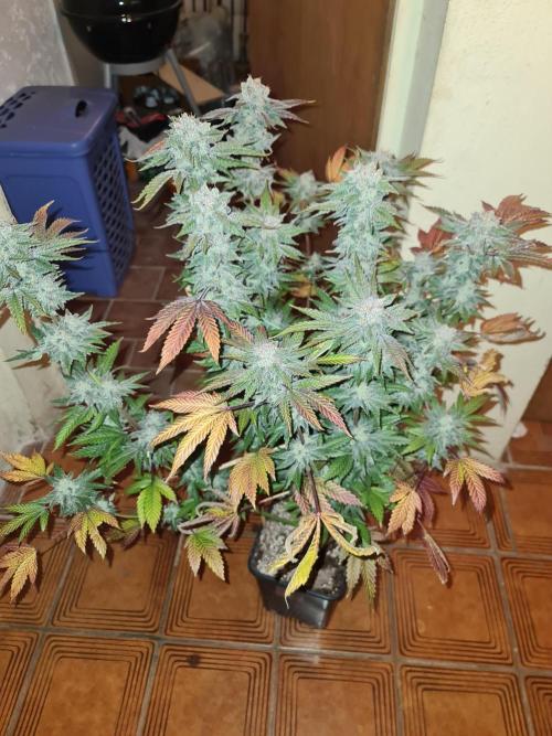Bloom&Seed.Co. Week 16