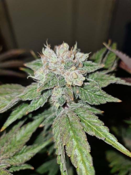 Bloom&Seed.Co. Week 16