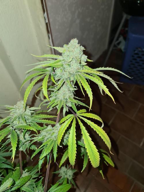 Bloom&Seed.Co. Week 16