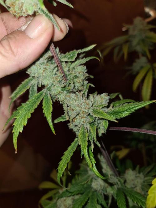 Bloom&Seed.Co. Week 16